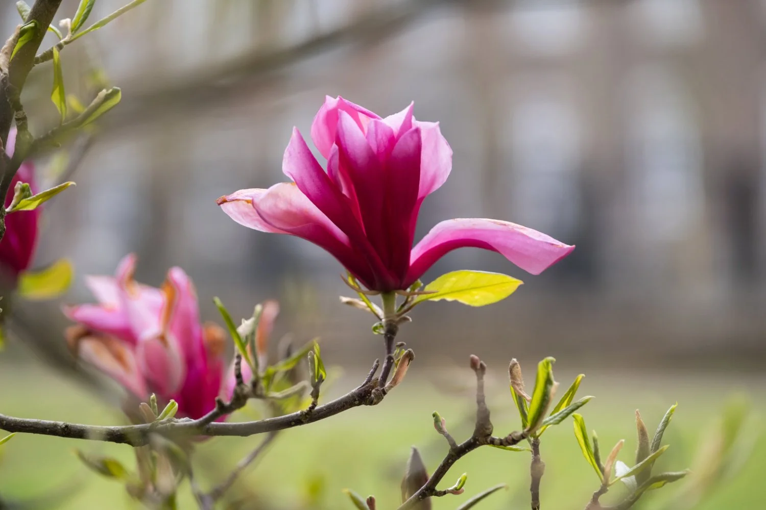 NikolPeckaPhotography-spring-pinkblossom.jpg
