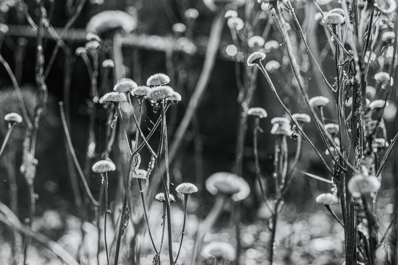 NikolPeckaPhotography-blossom-b&w.jpg