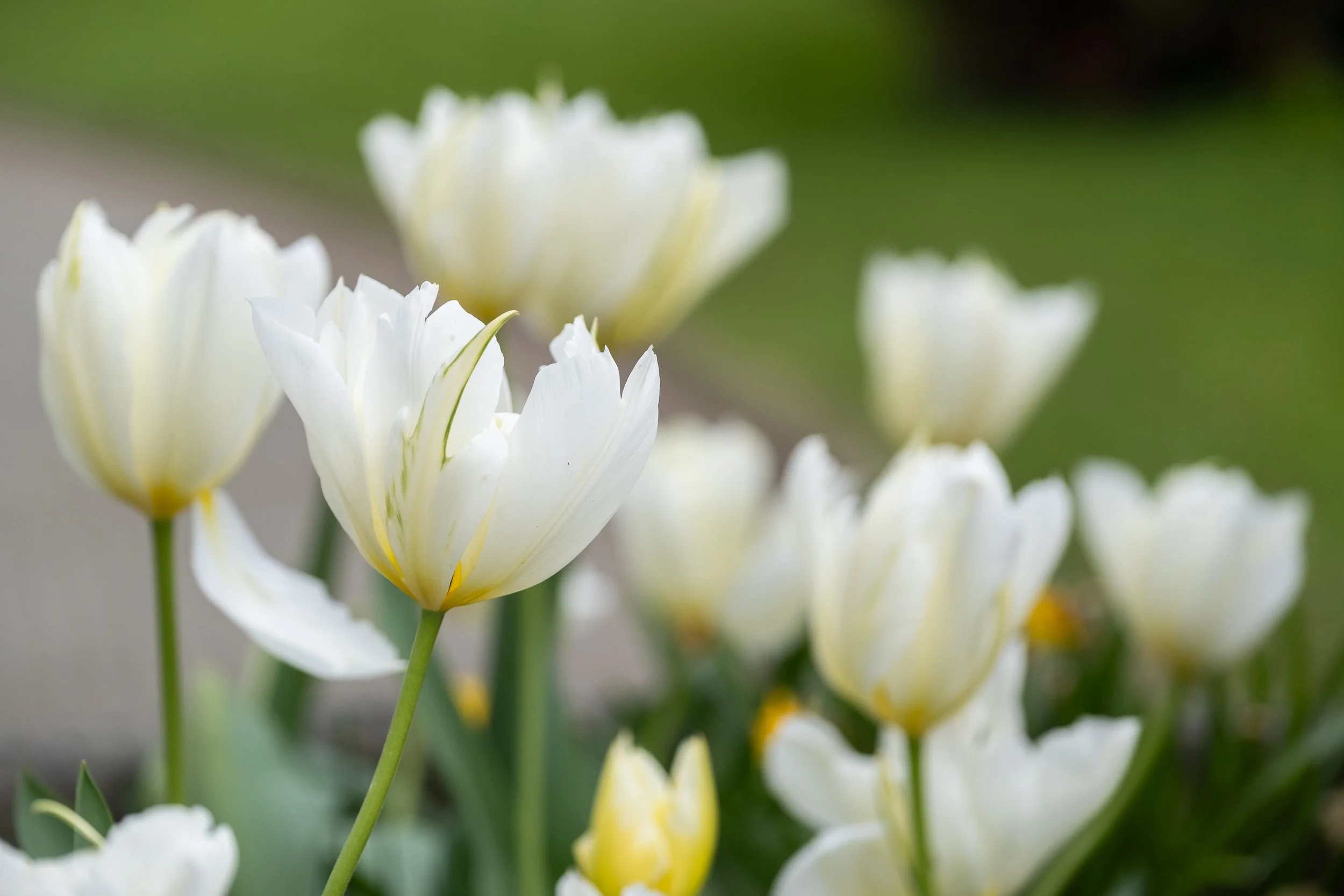 NikolPeckaPhotography-spring-white.jpg