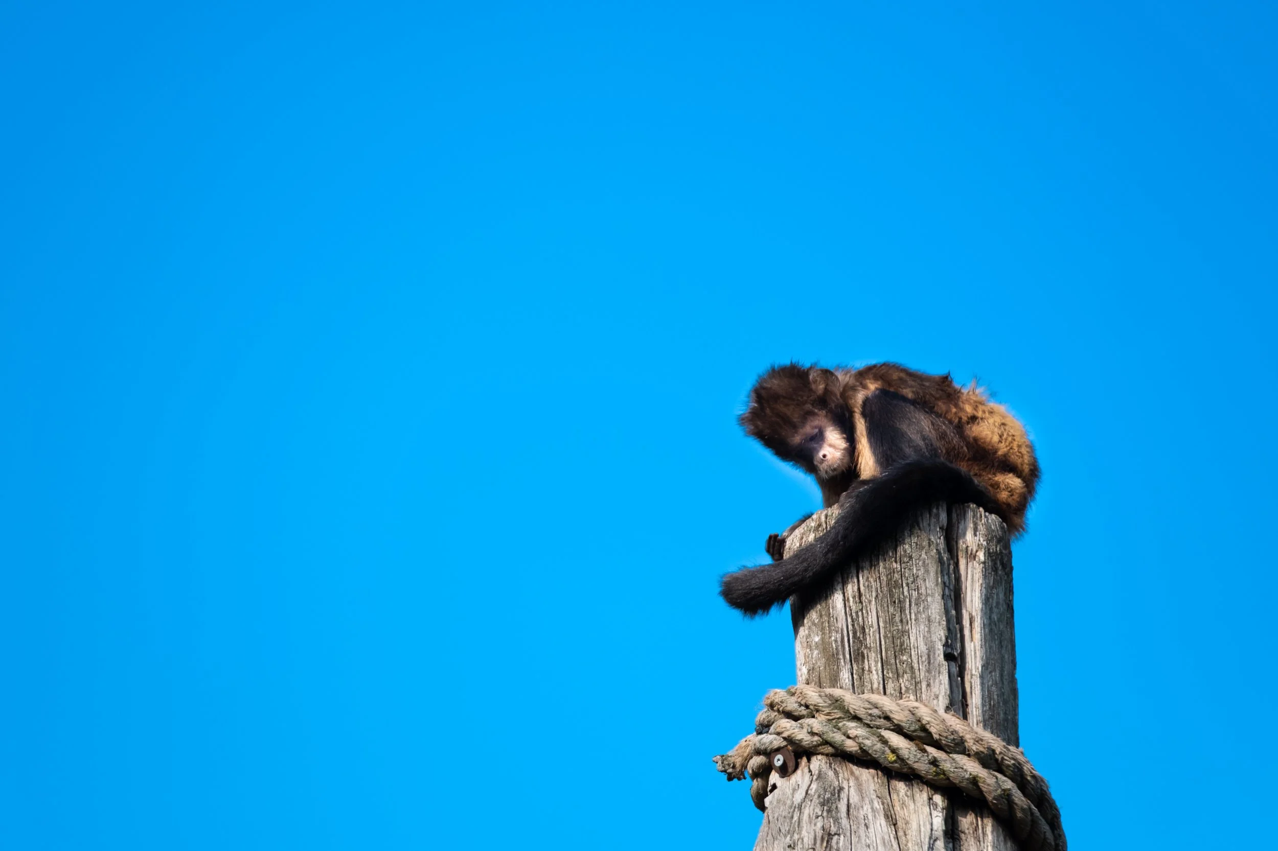 SN-StardustMedia-Photography-Animals-25.jpg