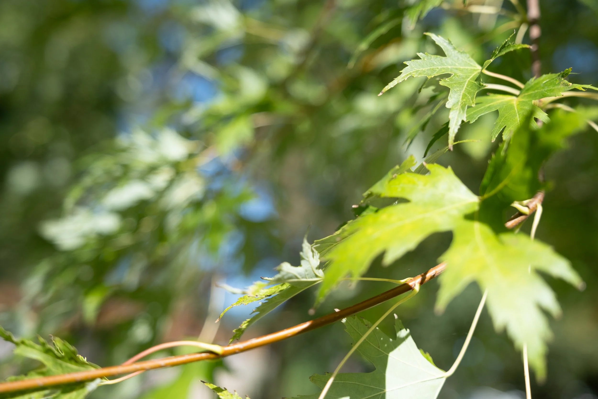 NikolPeckaPhotography-nature-leafs.jpg