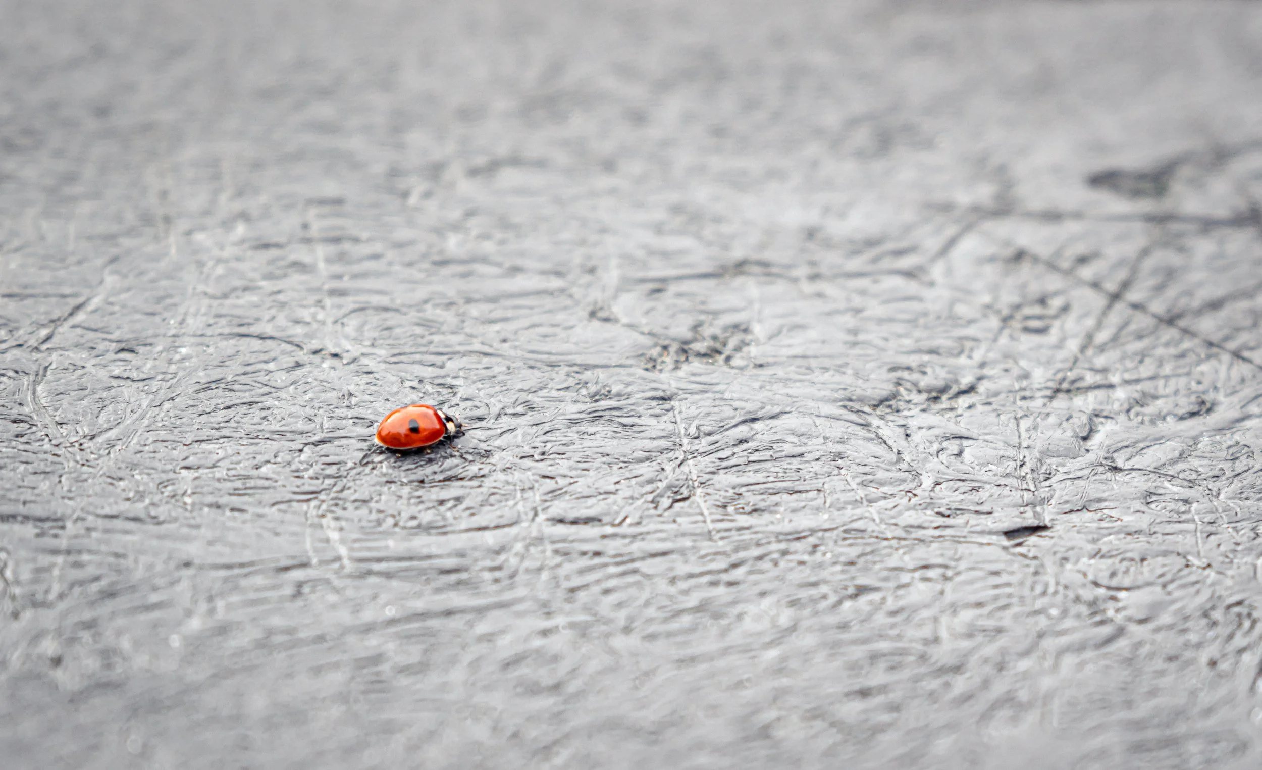 NikolPeckaPhotography-ladybug.jpg