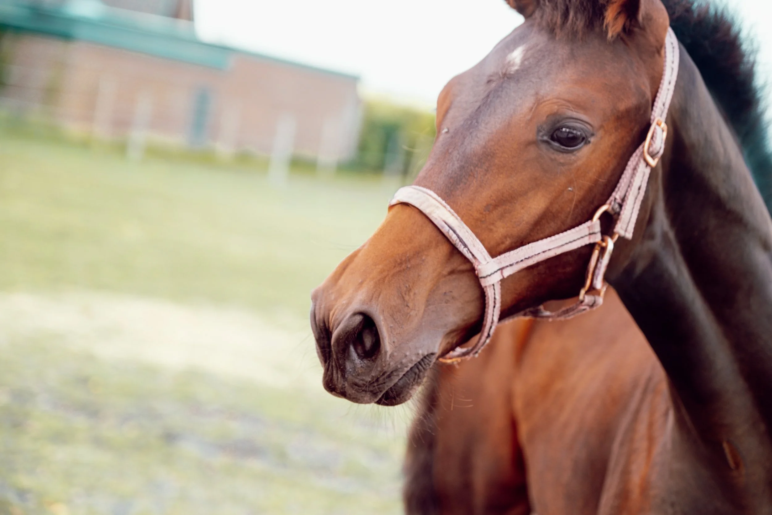 NikolPeckaPhotography-horse-nature.jpg
