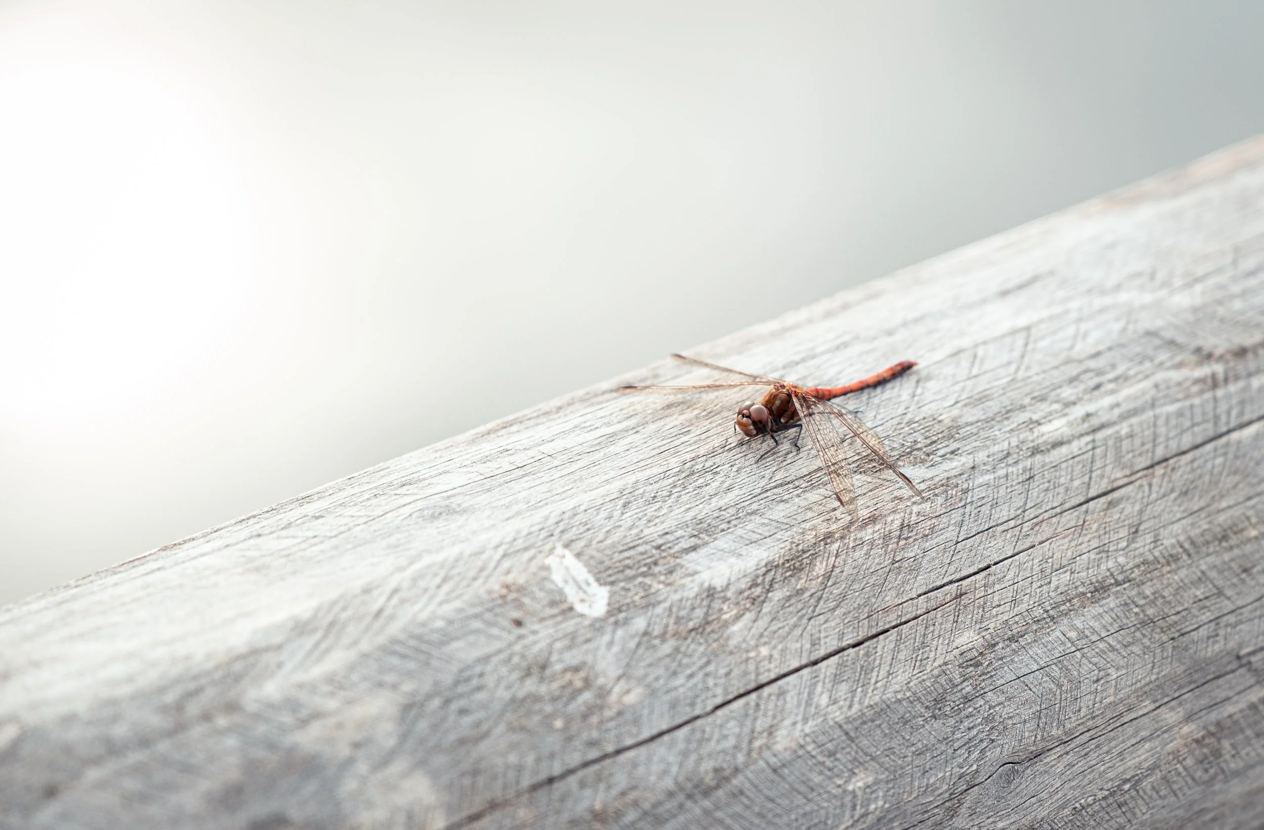 NikolPeckaPhotography-dragonfly.jpg