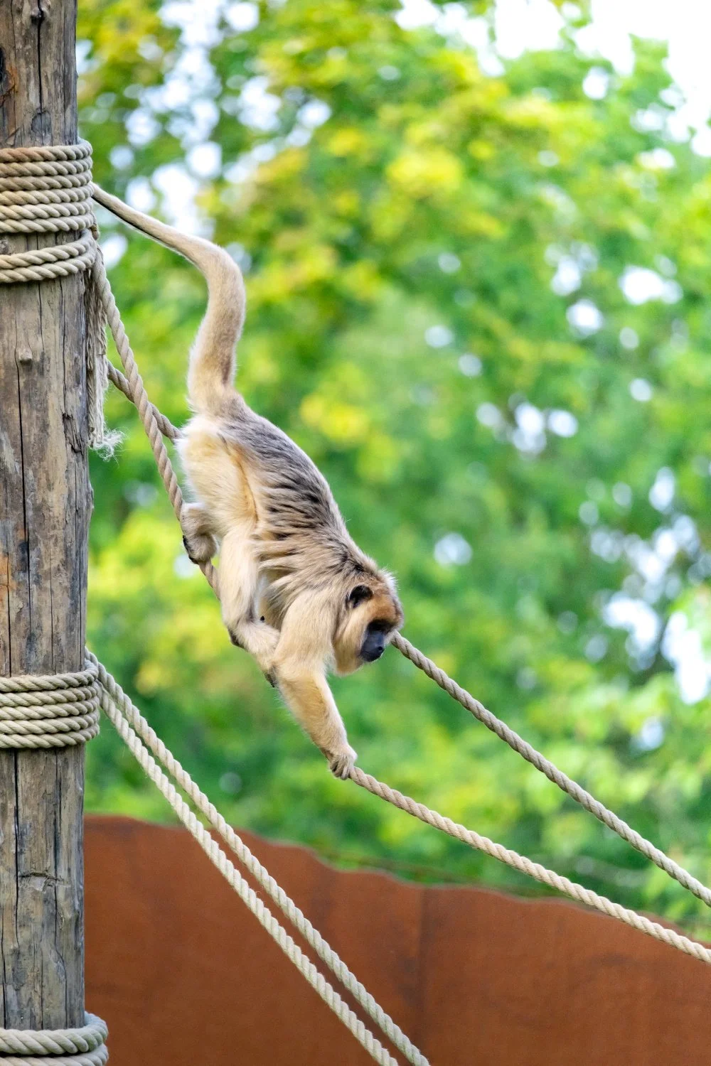 SN-StardustMedia-Photography-Animals-17.jpg