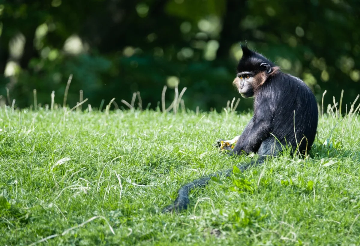 SN-StardustMedia-Photography-Animals-42.jpg