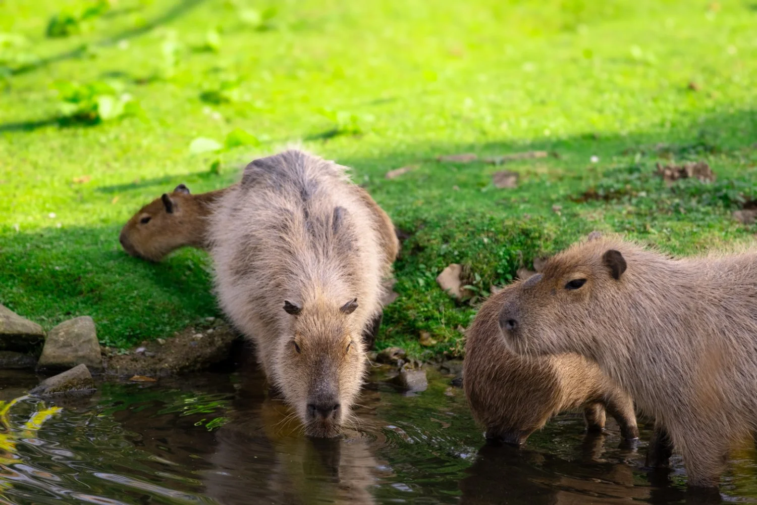 SN-StardustMedia-Photography-Animals-28.jpg