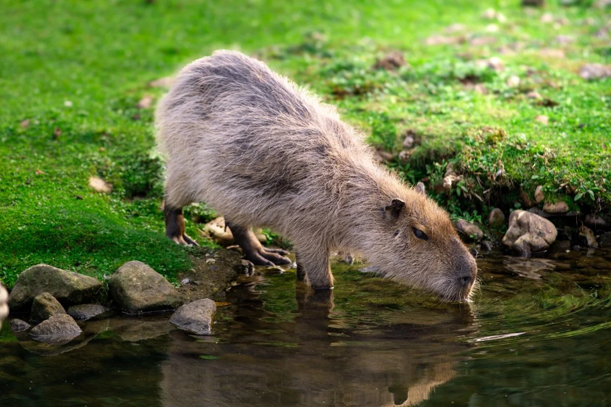 SN-StardustMedia-Photography-Animals-41.jpg
