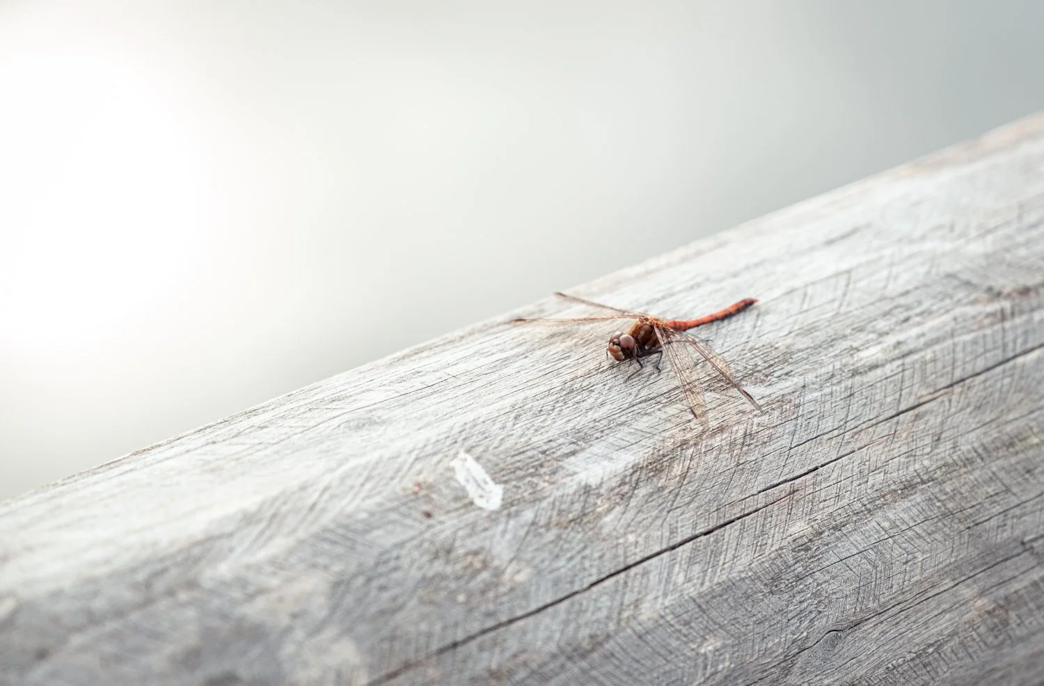 NikolPeckaPhotography-dragonfly.jpg