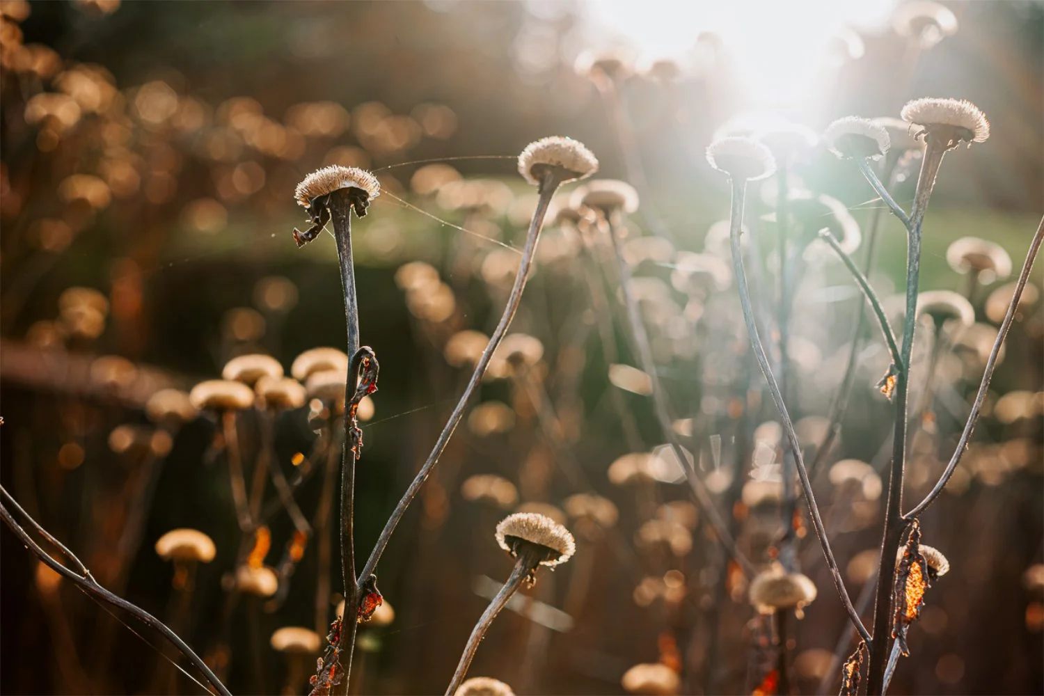 NikolPeckaPhotography-nature-sepia.jpg