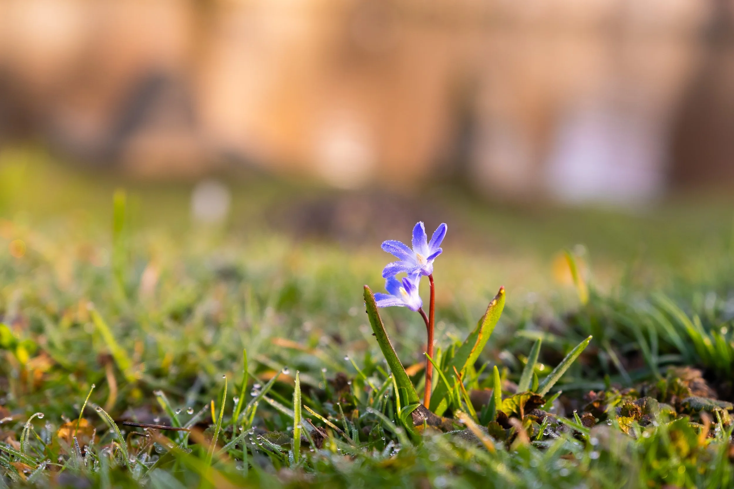 NikolPeckaPhotography-springflower.jpg