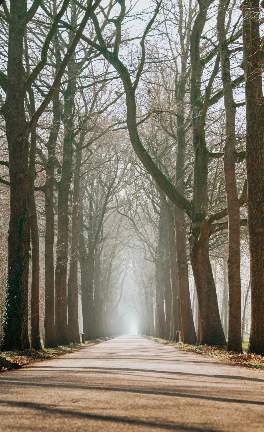 NikolPeckaPhotography-tree-road-Italy.jpg