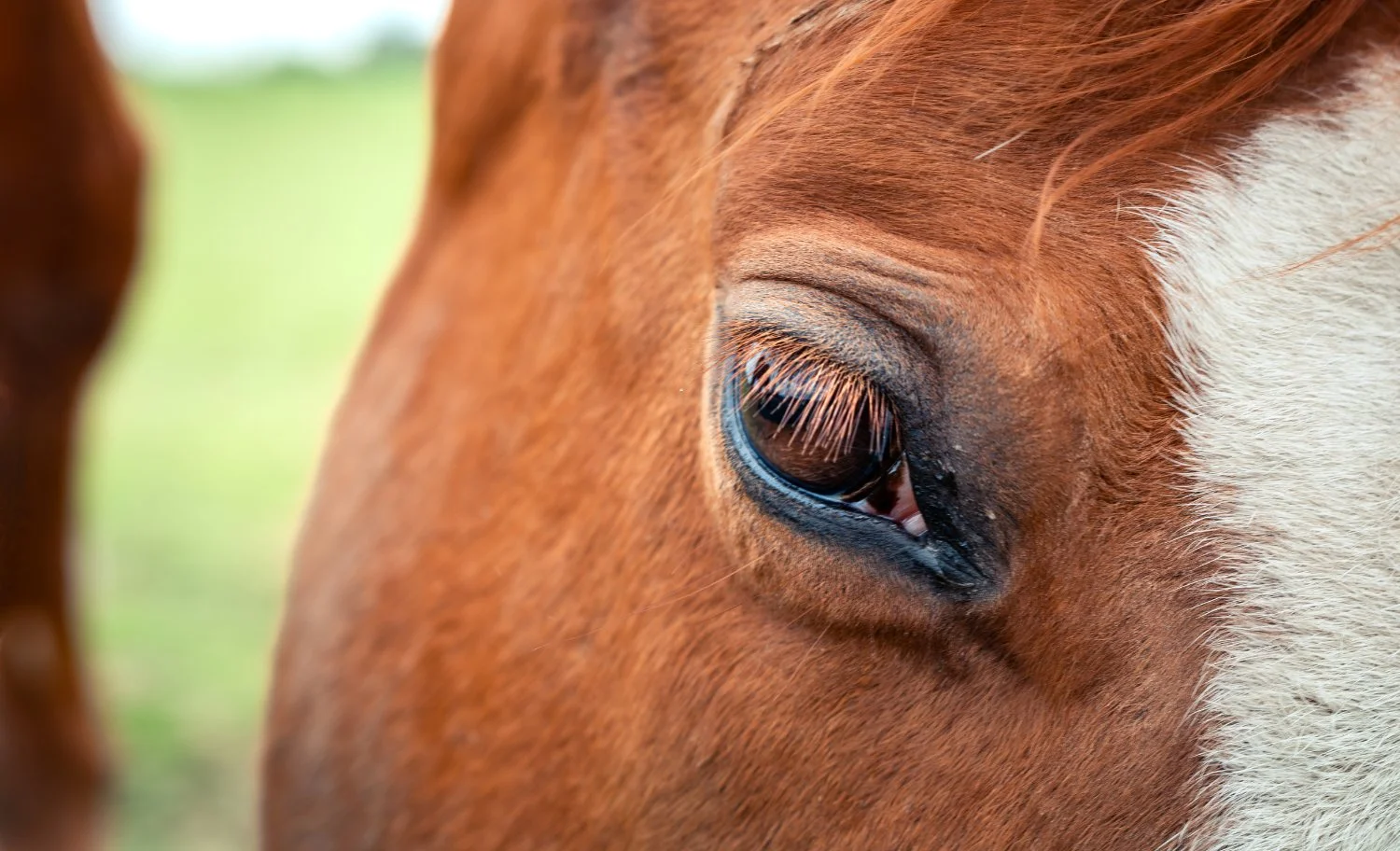 NikolPeckaPhotography-horse-closeup-red.jpg