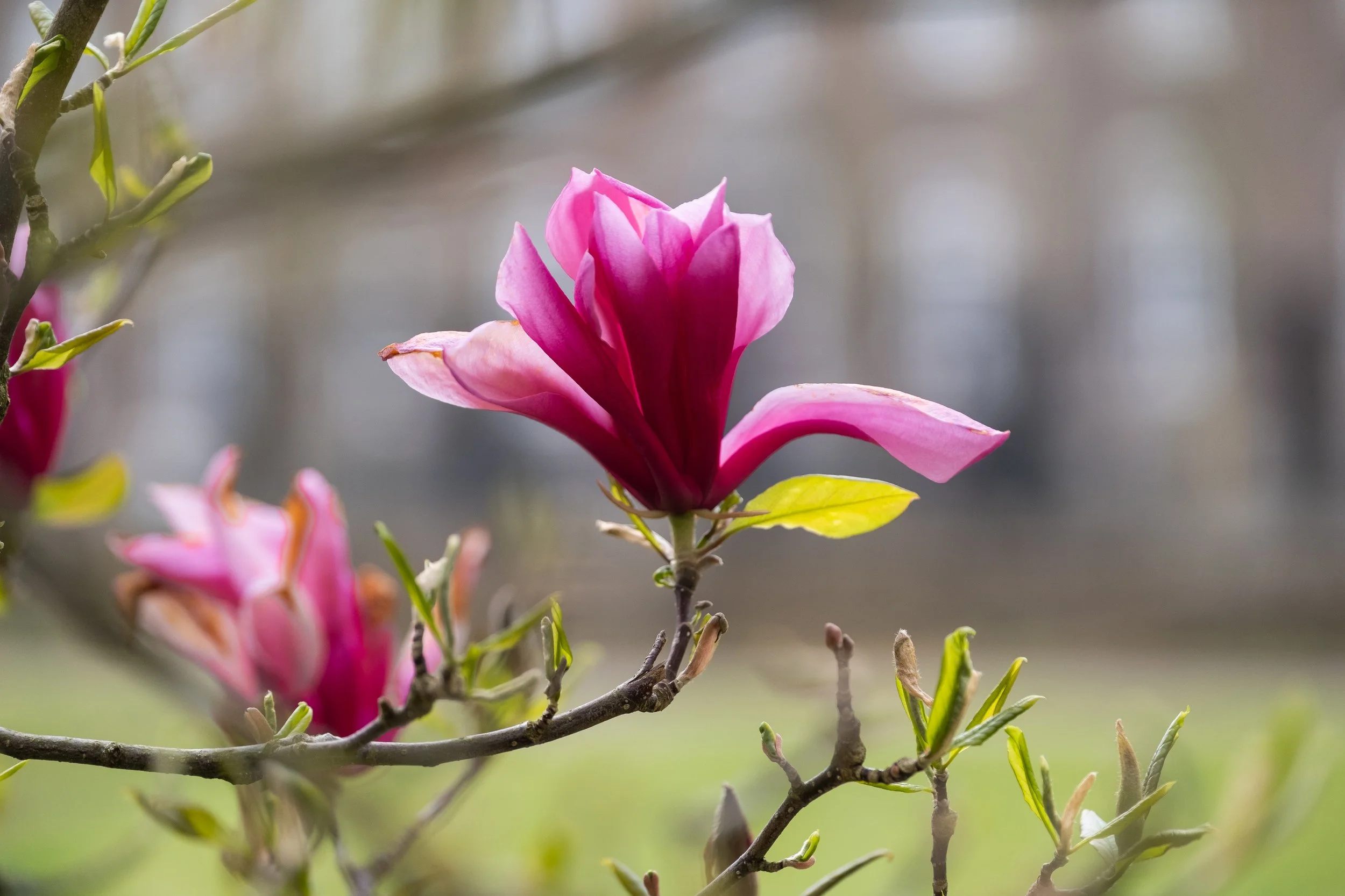NikolPeckaPhotography-spring-pinkblossom.jpg
