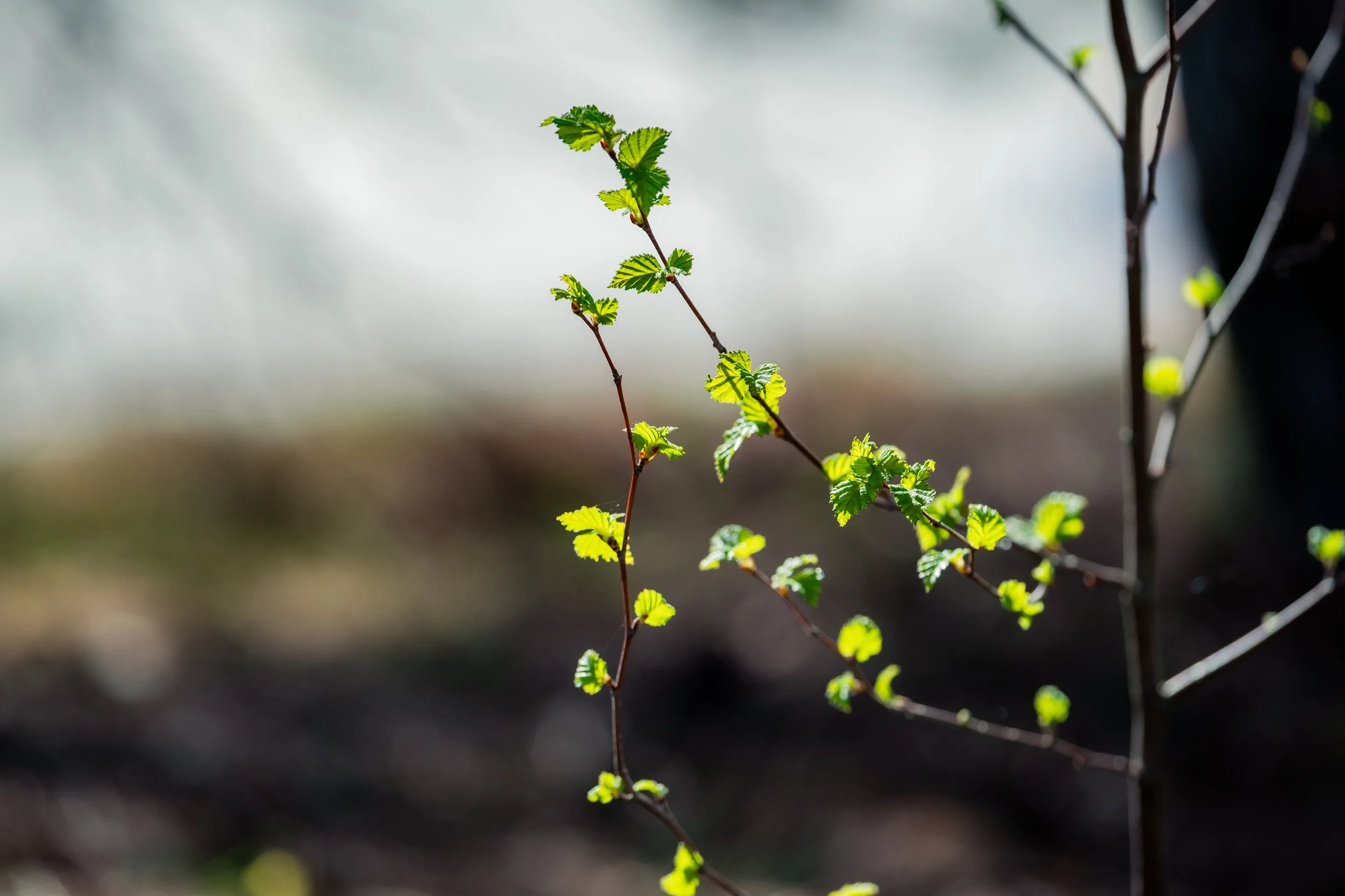 NikolPeckaPhotography-blossom.jpg