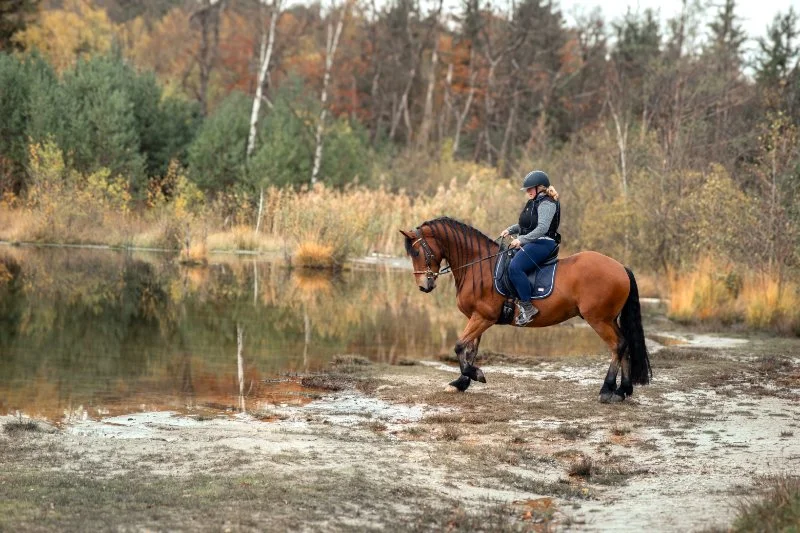 SN-StardustMedia-Photography-Animals-Horse-Autumn.jpg
