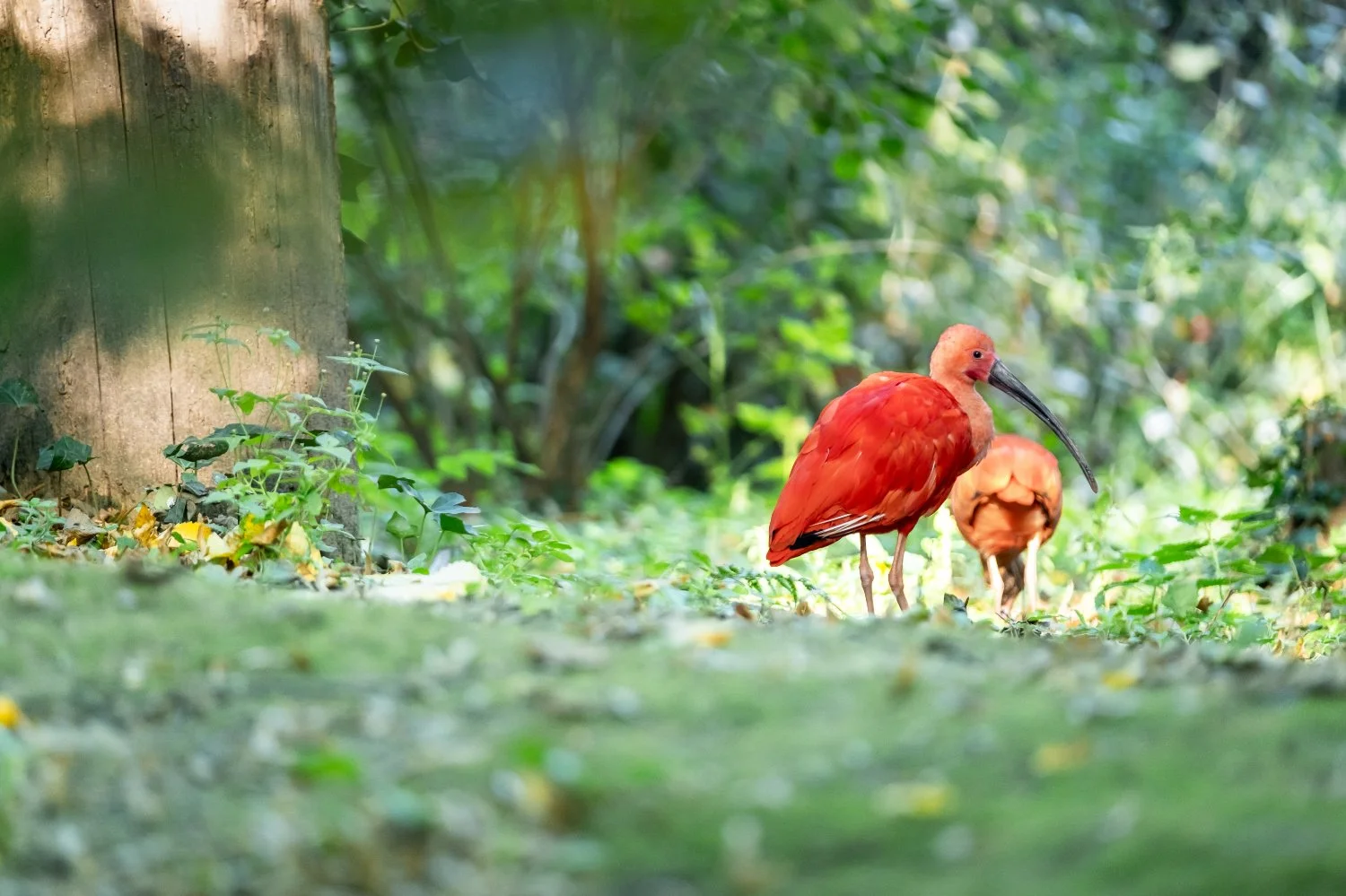 SN-StardustMedia-Photography-Animals-23.jpg