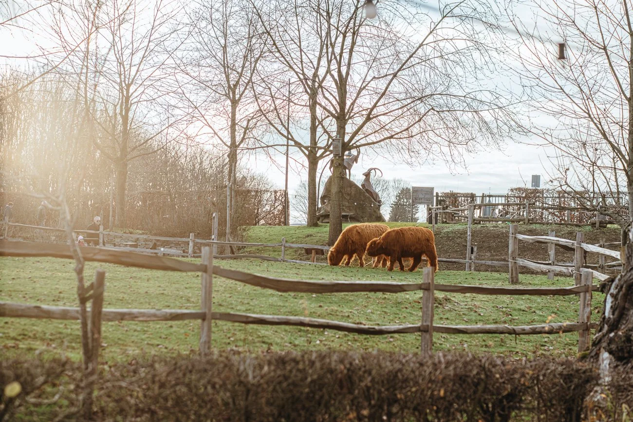 NikolPeckaPhotography-cows-nature.jpg