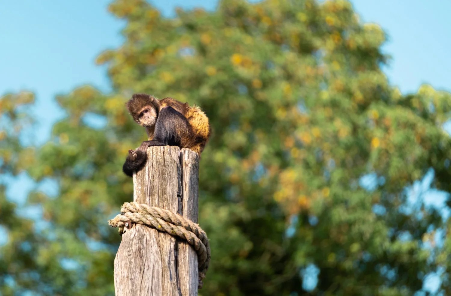SN-StardustMedia-Photography-Animals-27.jpg