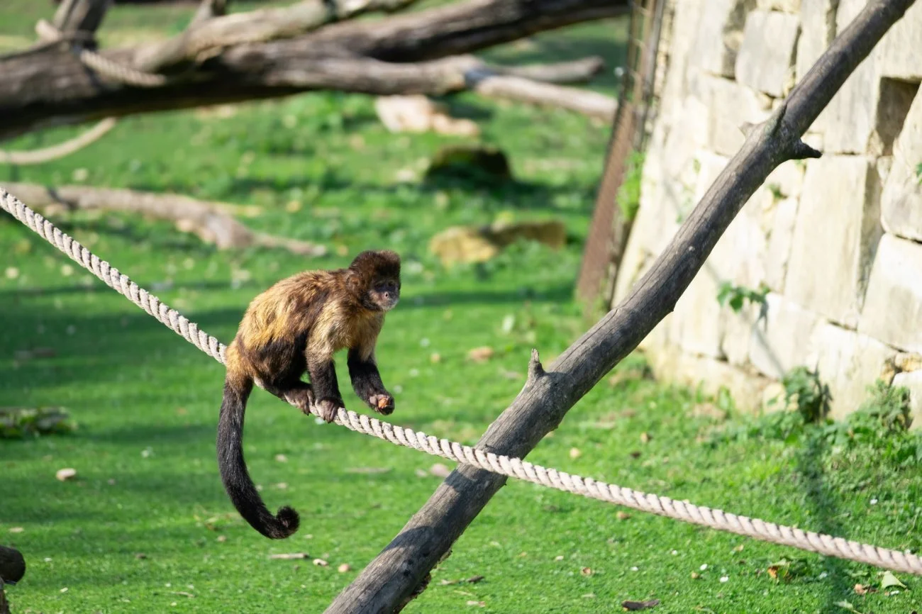 SN-StardustMedia-Photography-Animals-32.jpg