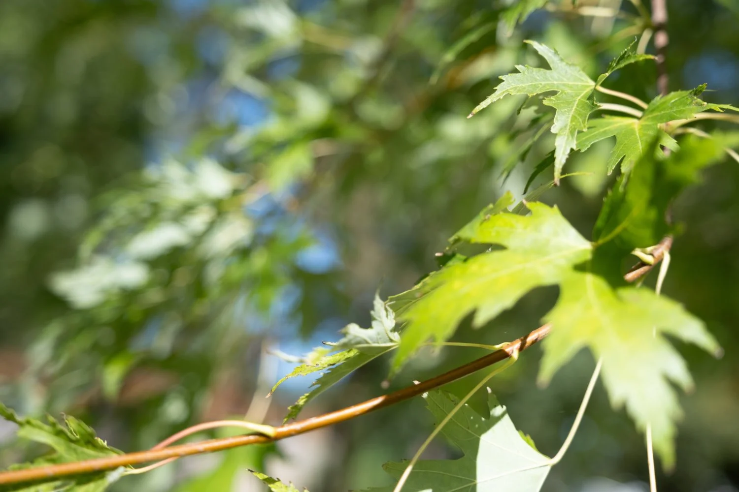 NikolPeckaPhotography-nature-leafs.jpg