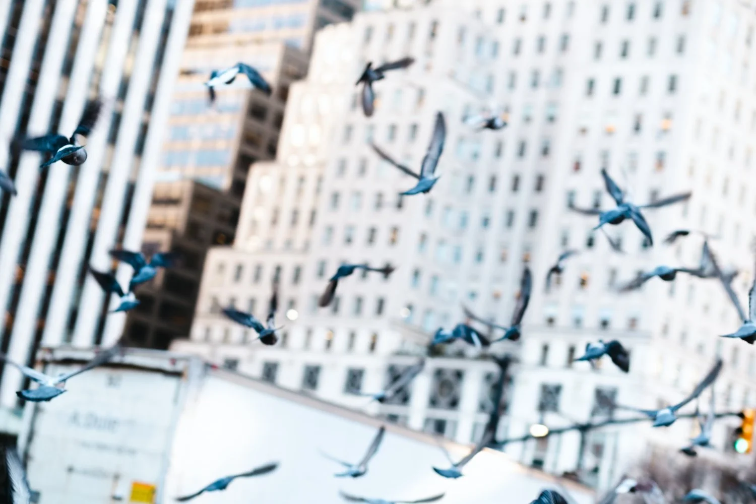 NikolPeckaPhotography-birds-NYC.jpg