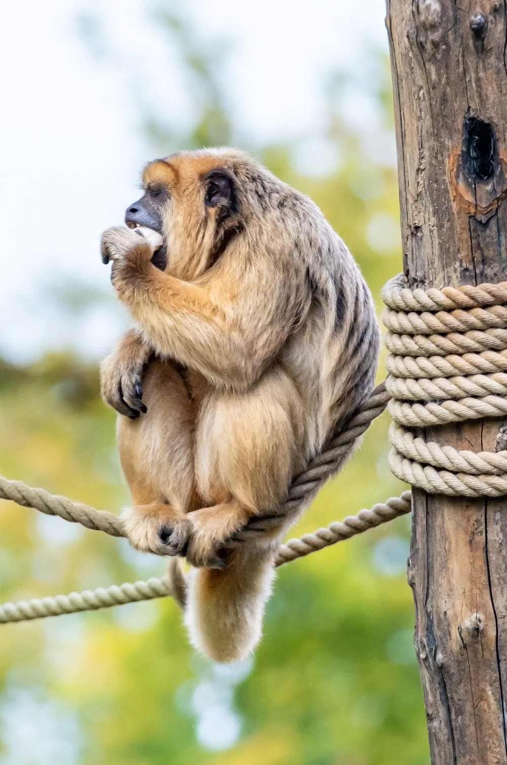 SN-StardustMedia-Photography-Animals-16.jpg