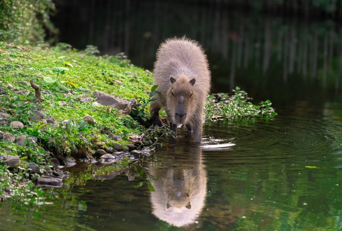 SN-StardustMedia-Photography-Animals-38.jpg