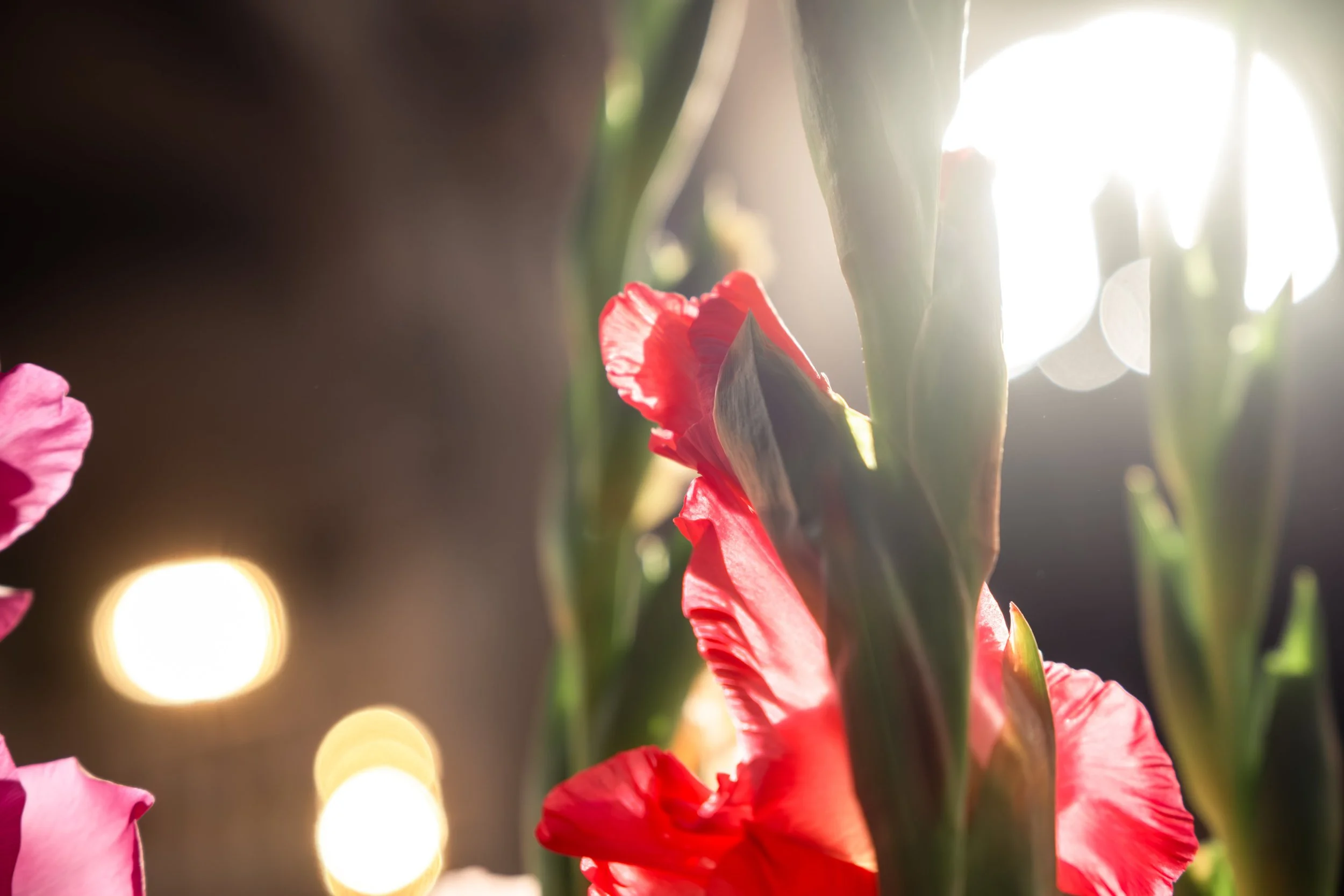 NikolPecka-Bram&Evelien-Wedding-185.jpg