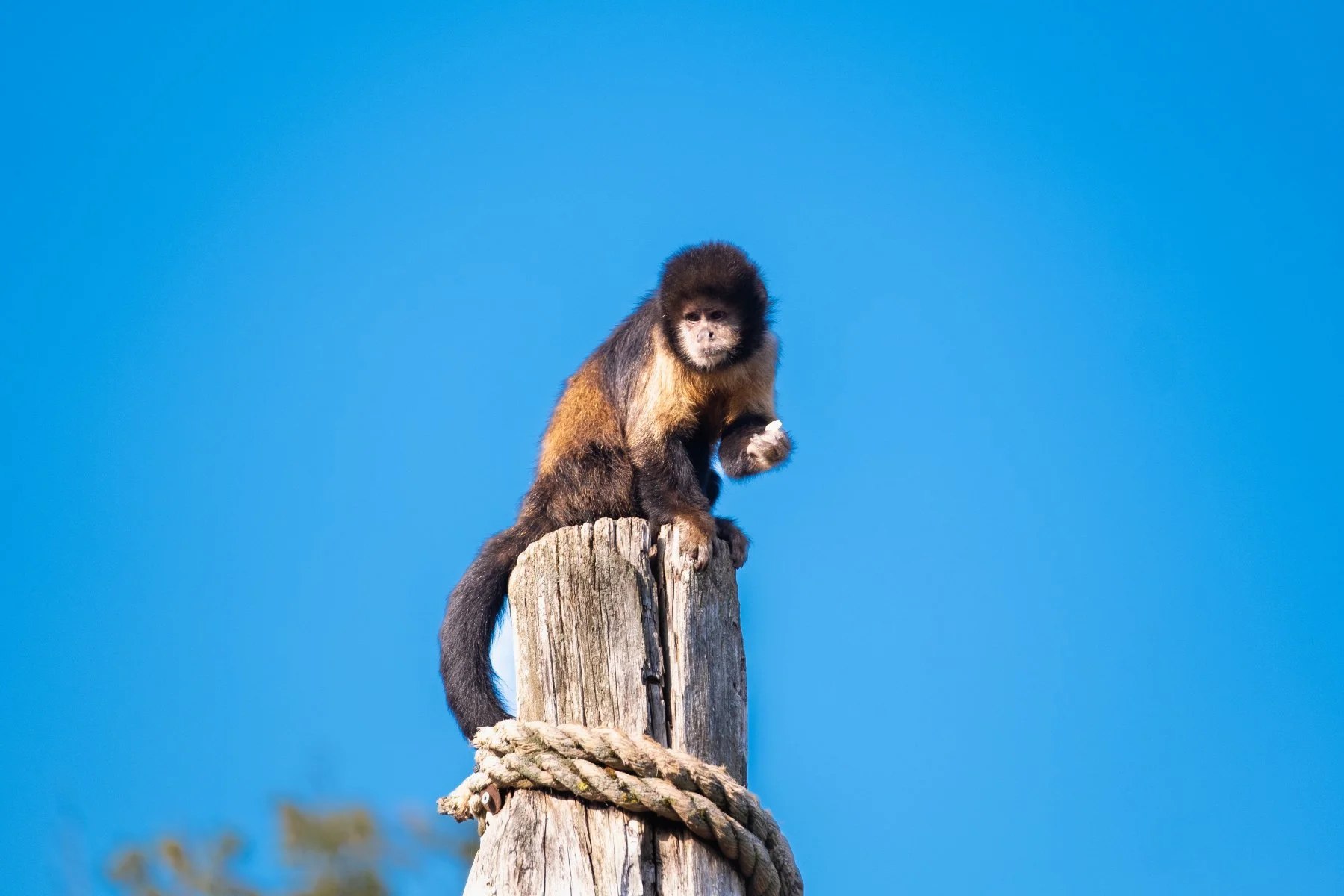 SN-StardustMedia-Photography-Animals-30.jpg