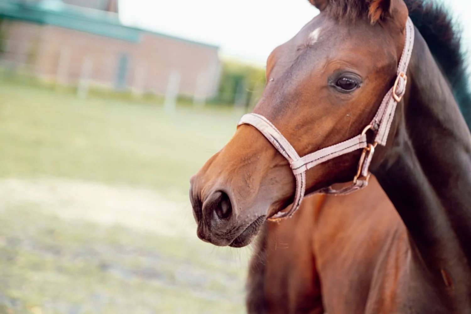 NikolPeckaPhotography-horse-nature.jpg