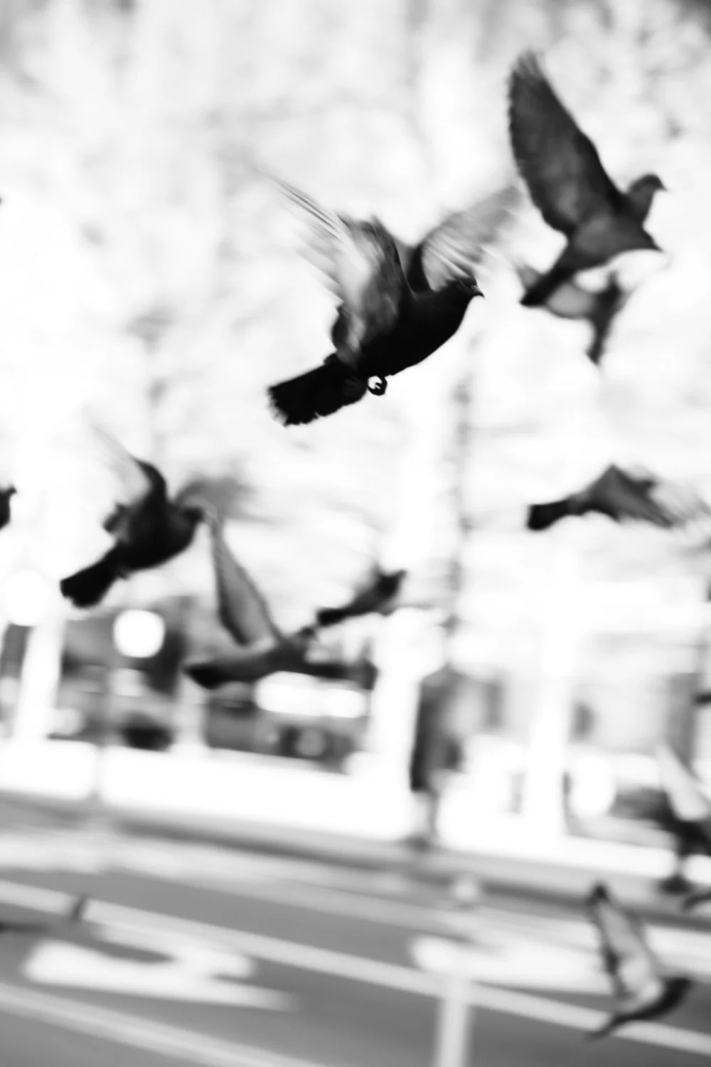 NikolPeckaPhotography-birds-NYC-b&w.jpg