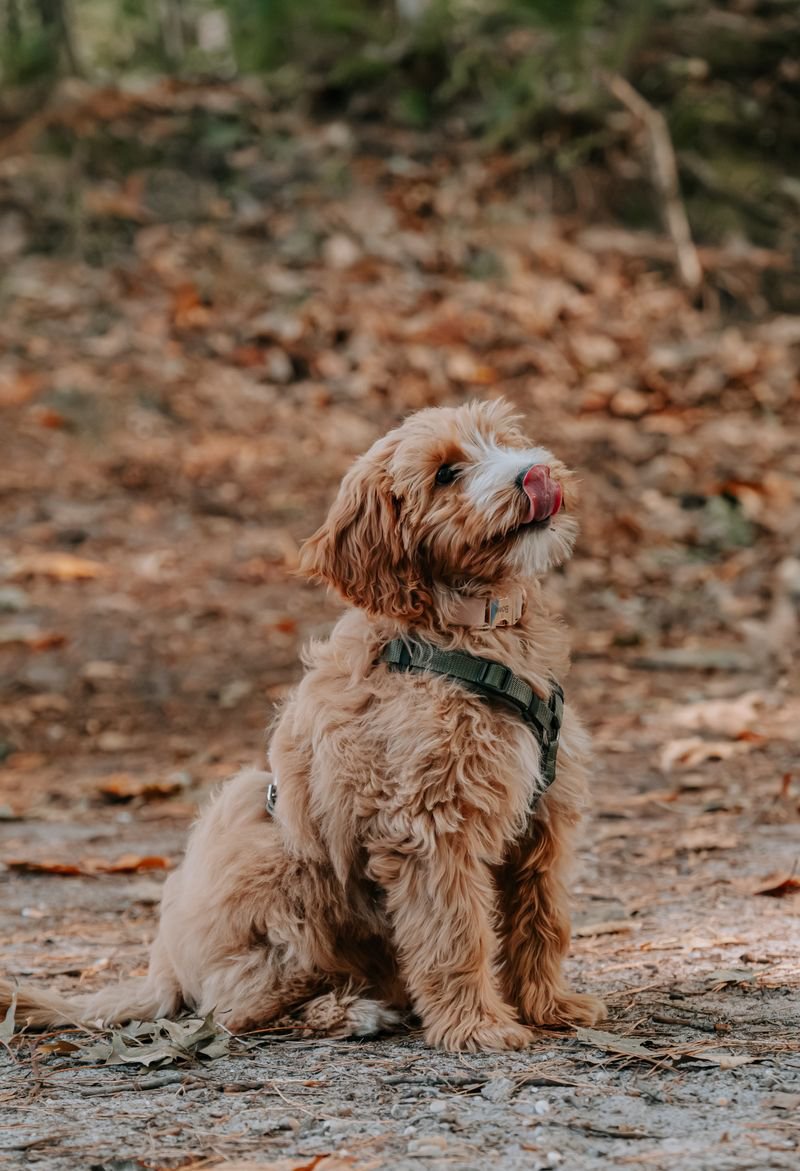 SN-StardustMedia-Photography-Animals-Dog.jpg