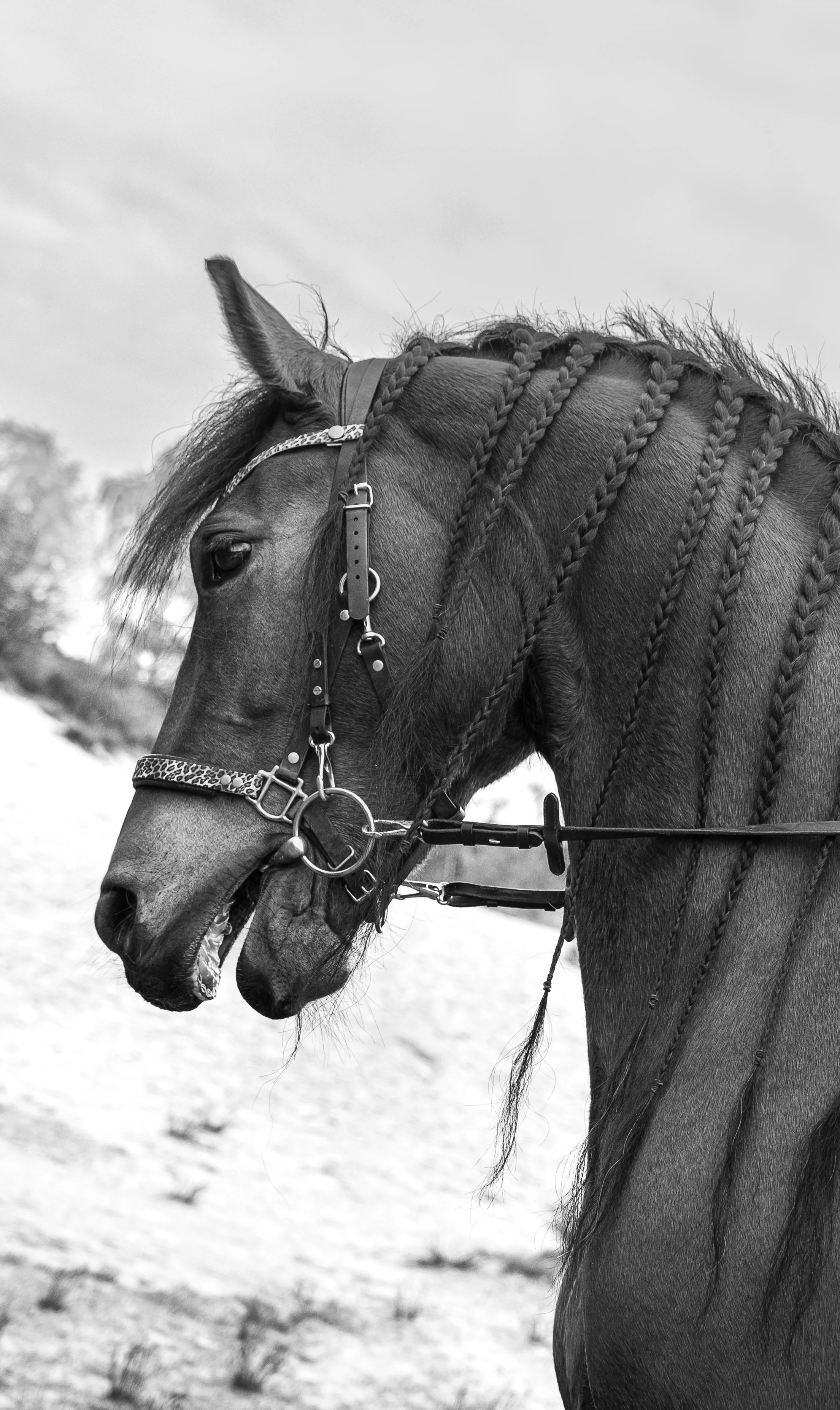 SN-StardustMedia-Photography-Animals-Horse-B&.jpg