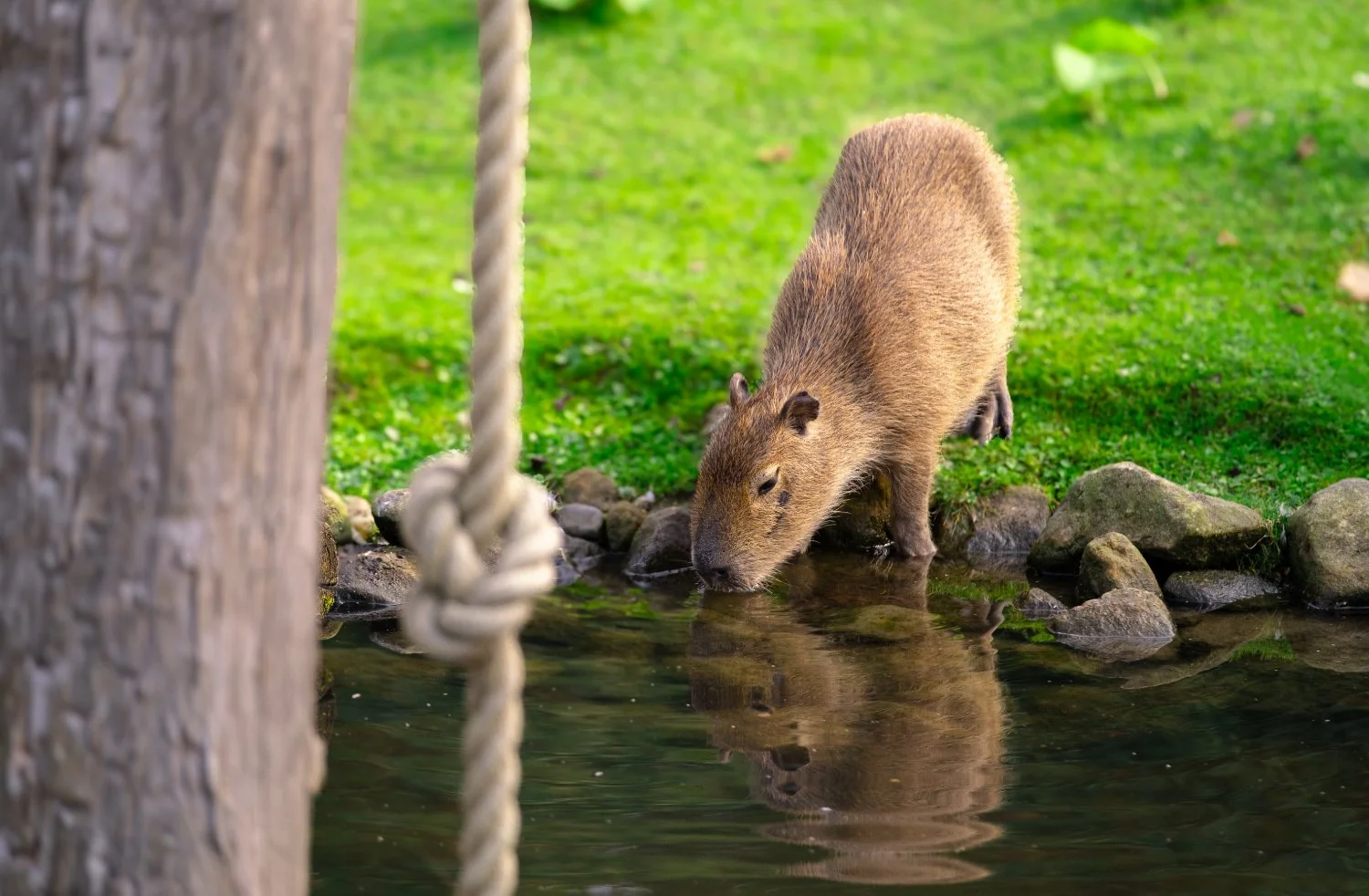 SN-StardustMedia-Photography-Animals-35.jpg
