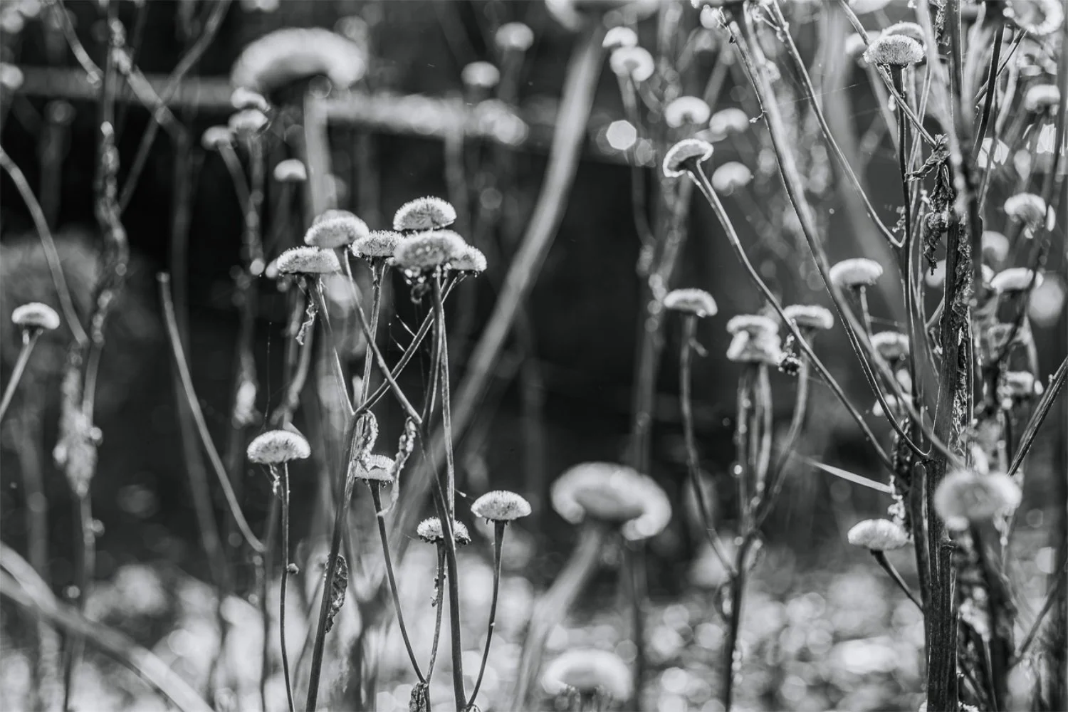 NikolPeckaPhotography-blossom-b&w.jpg