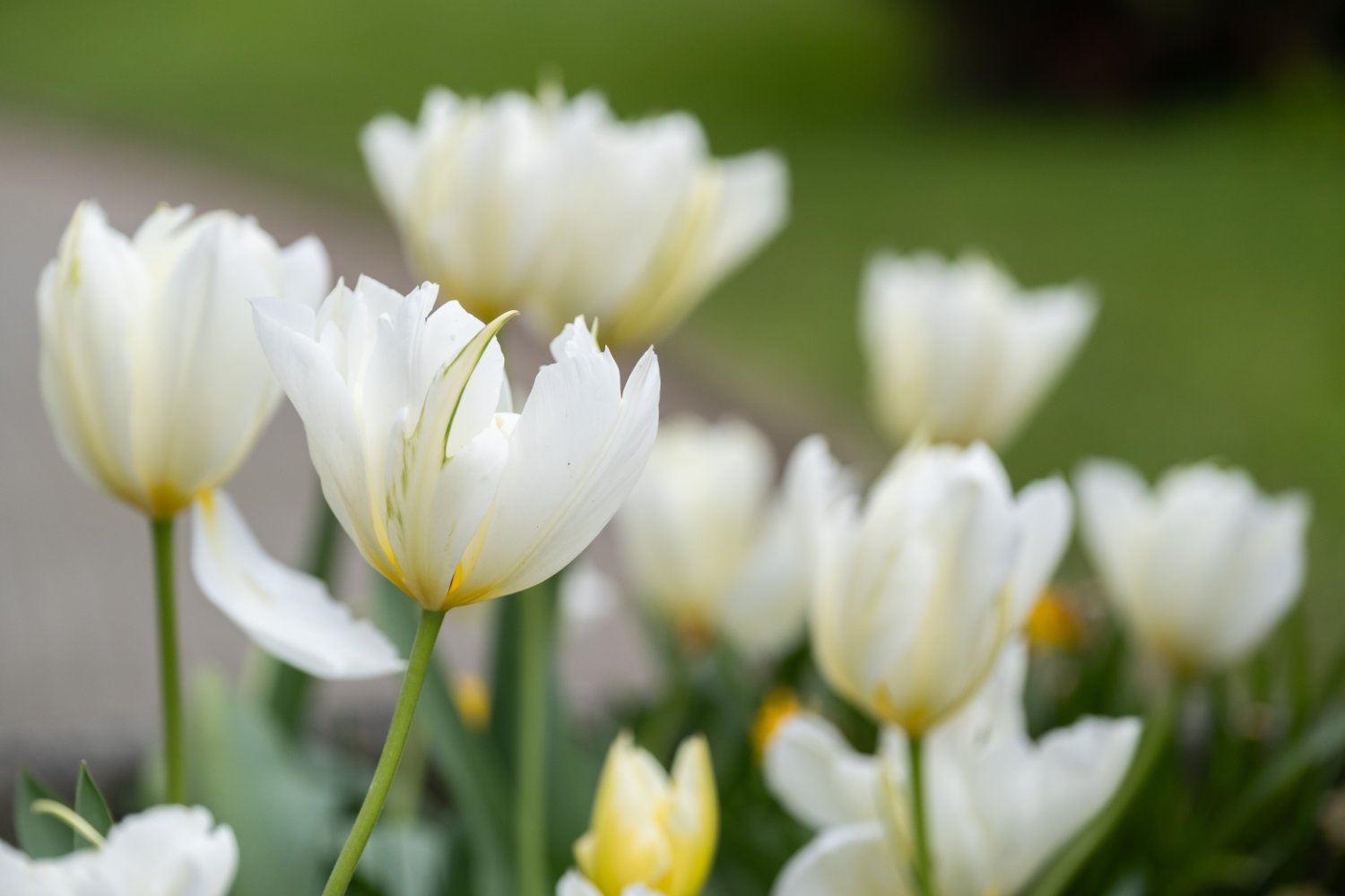 NikolPeckaPhotography-spring-white.jpg