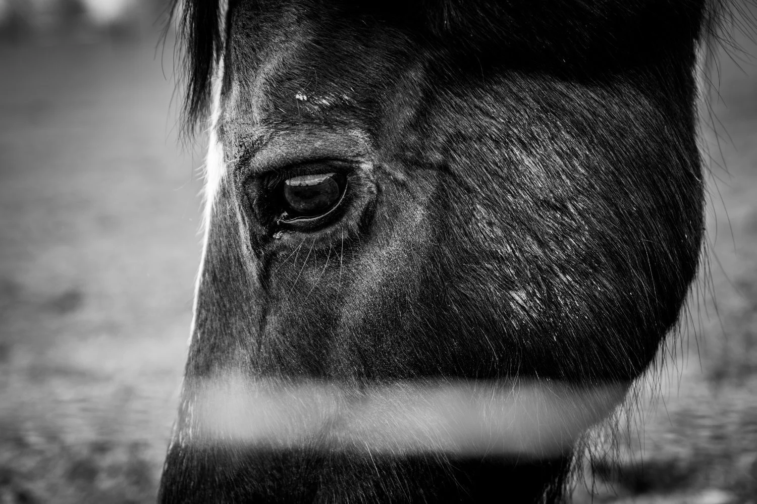 NikolPeckaPhotography-horse-closeup-b&w.jpg