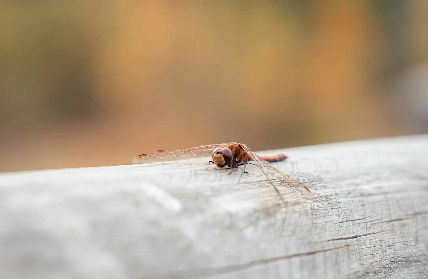 NikolPeckaPhotography-dragonfly-color.jpg