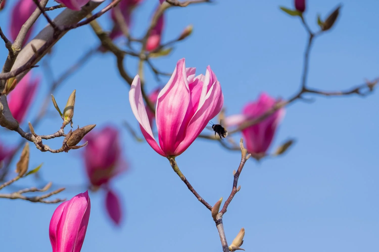 NikolPeckaPhotography-springflower-bee.jpg