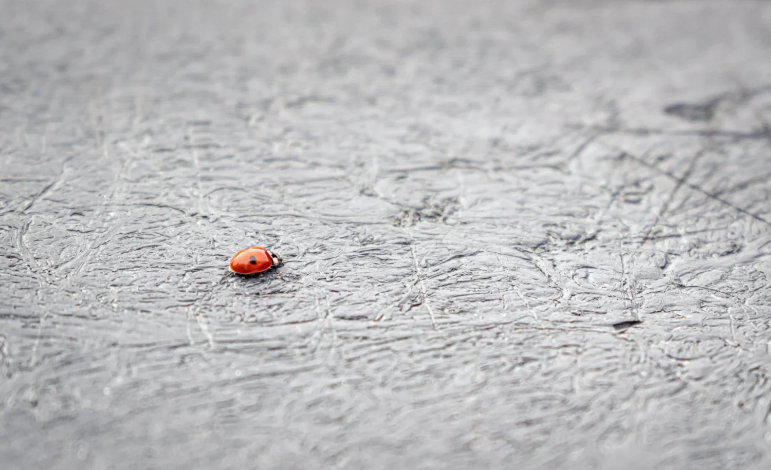 NikolPeckaPhotography-ladybug.jpg