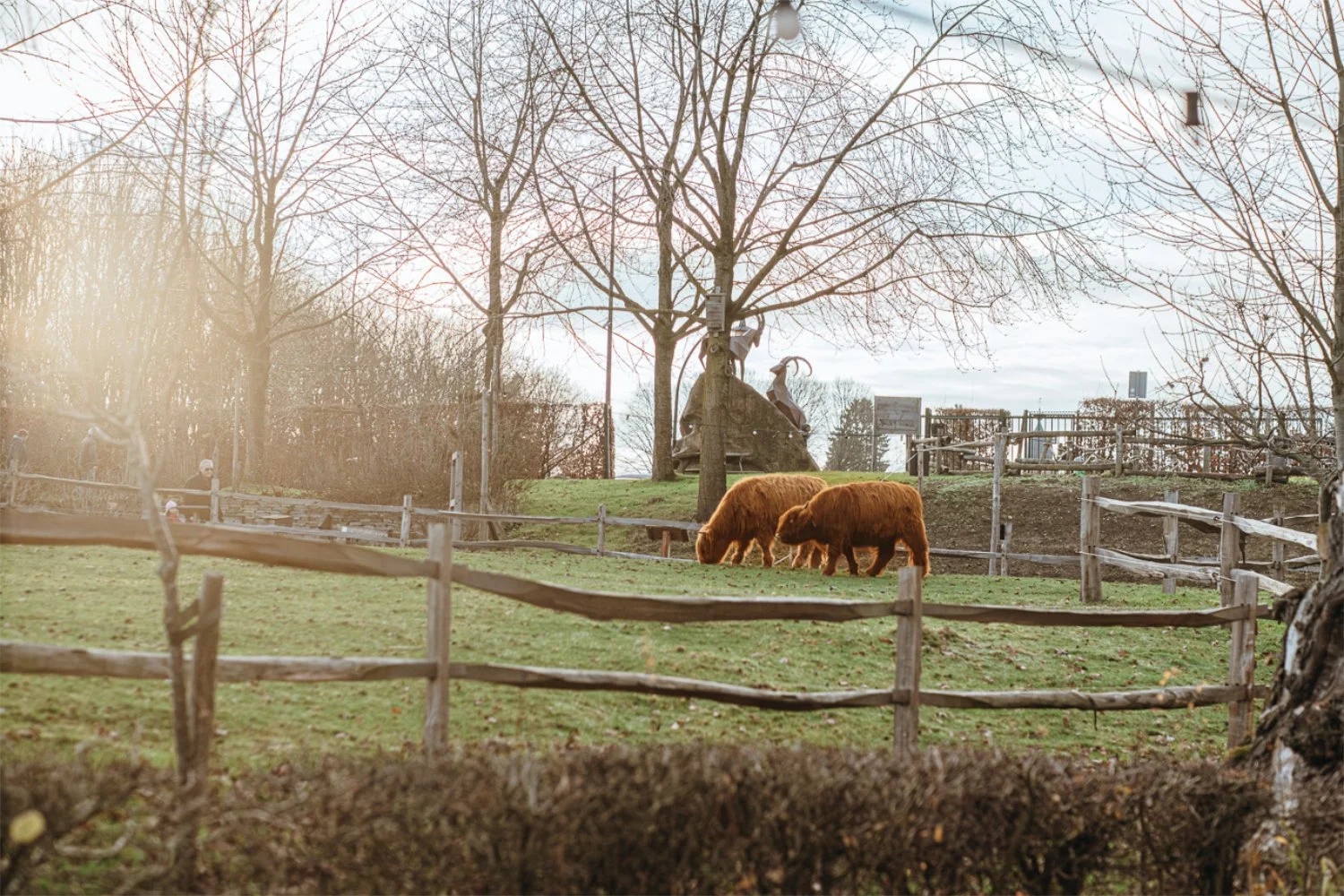 NikolPeckaPhotography-cows-nature.jpg