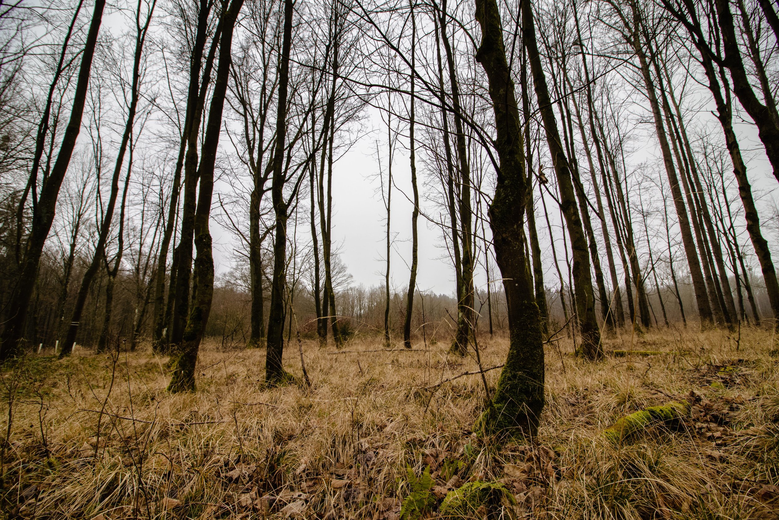 Alliance forêt boréale est extrêmement déçue face à son exclusion des consultations particulières