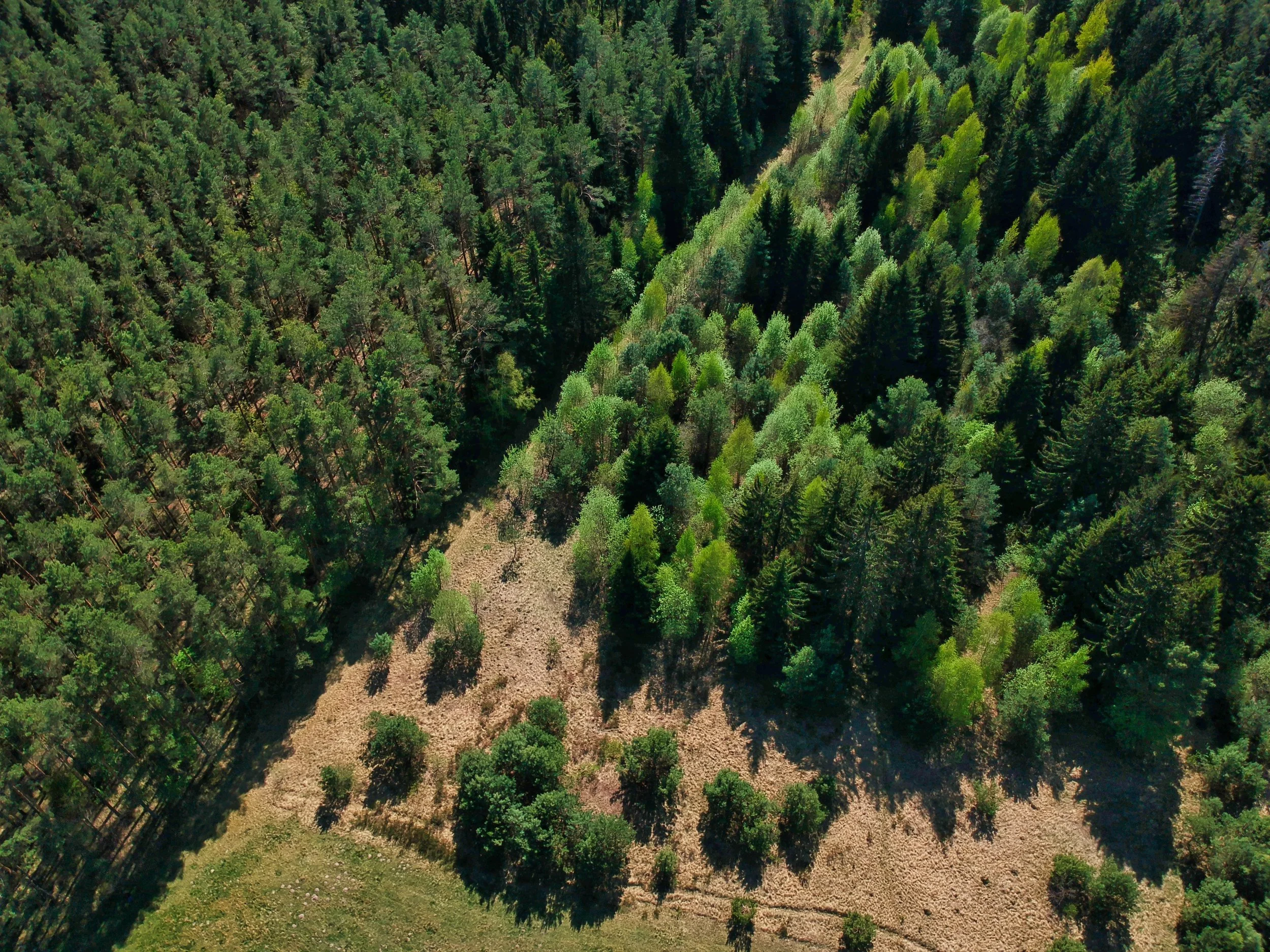 Alliance forêt boréale salue le travail de la ministre