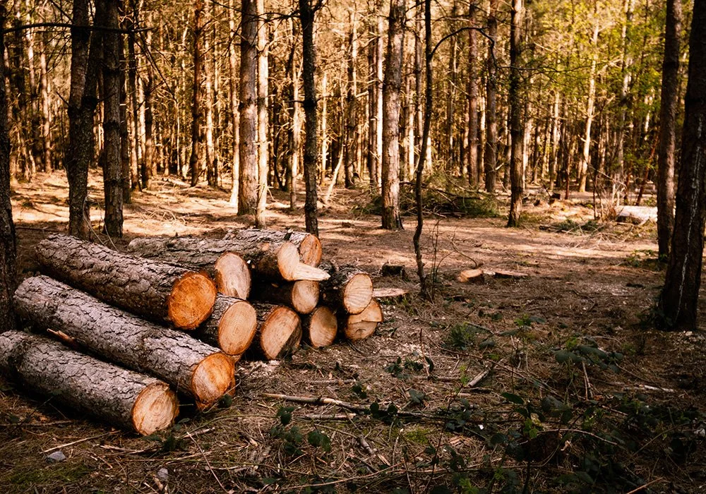 Alliance forêt boréale dépose un mémoire et témoigne devant la Commission de l’aménagement du territoire