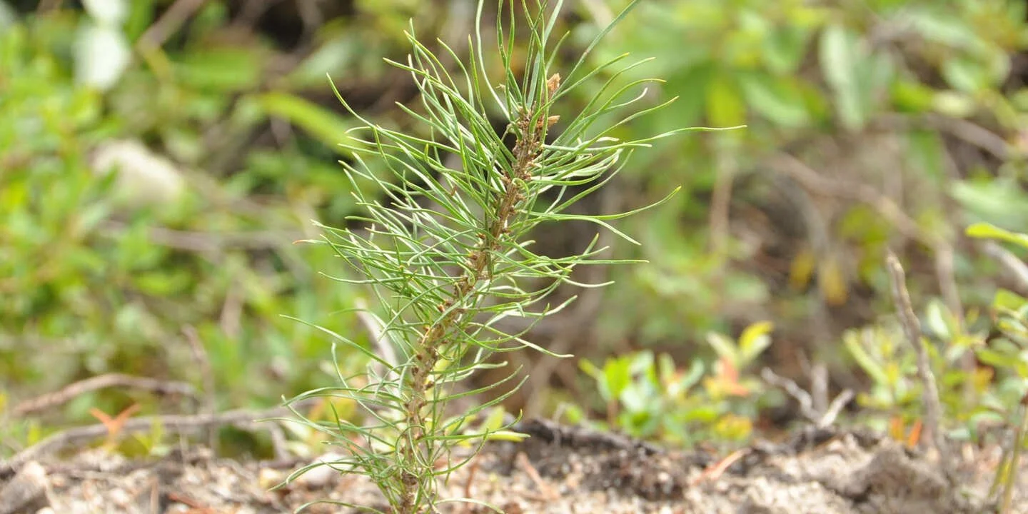 Alliance forêt boréale ne se réjouit pas trop vite