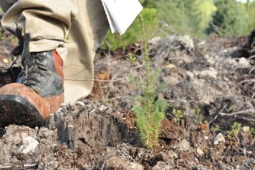 Rapport sur l’impact économique et social de la mise en œuvre des exigences du FSC 