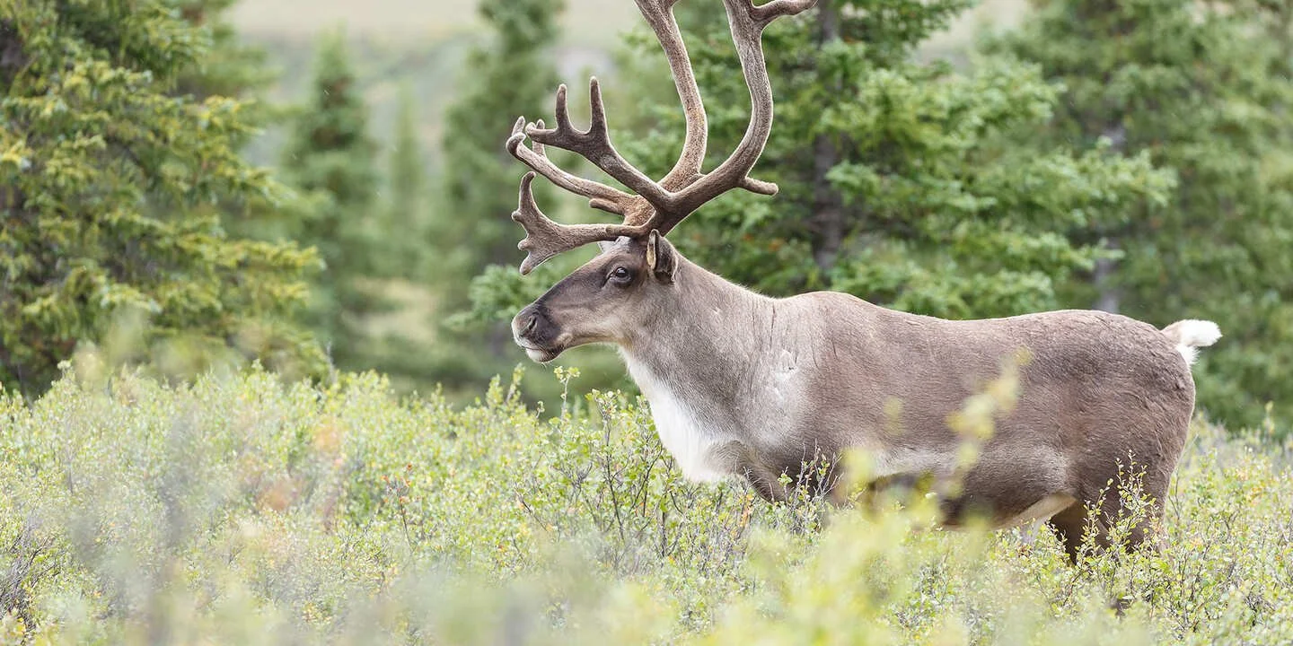 Alliance forêt boréale demande au gouvernement de prolonger le Plan de rétablissement du caribou forestier déjà en place