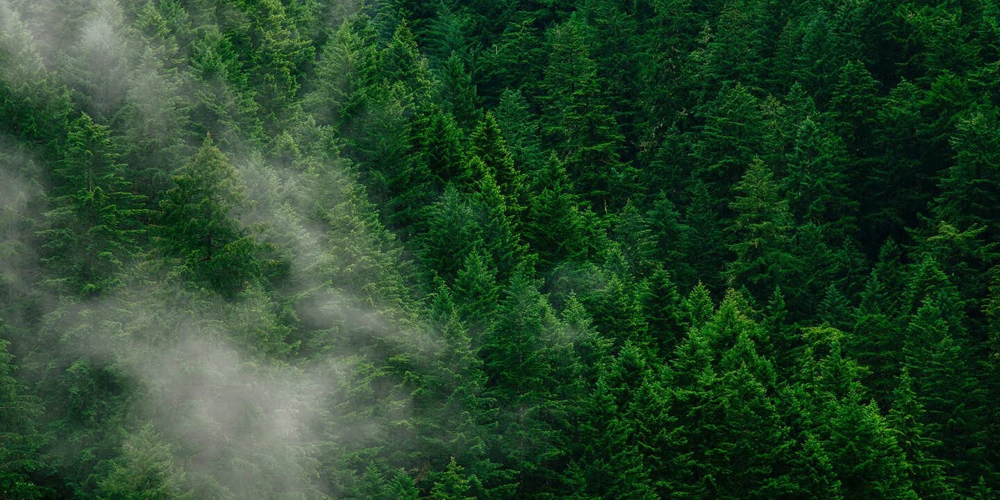 La possibilité forestière