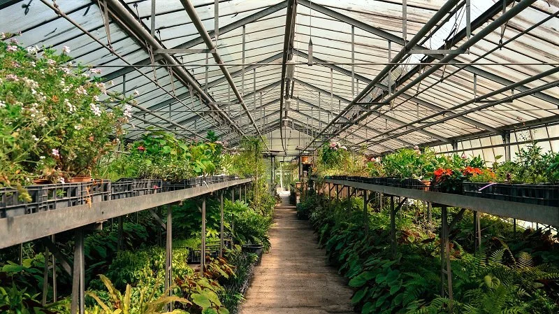 Inside a greenhouse with plants on elevated racks on both sides and a central aisle.